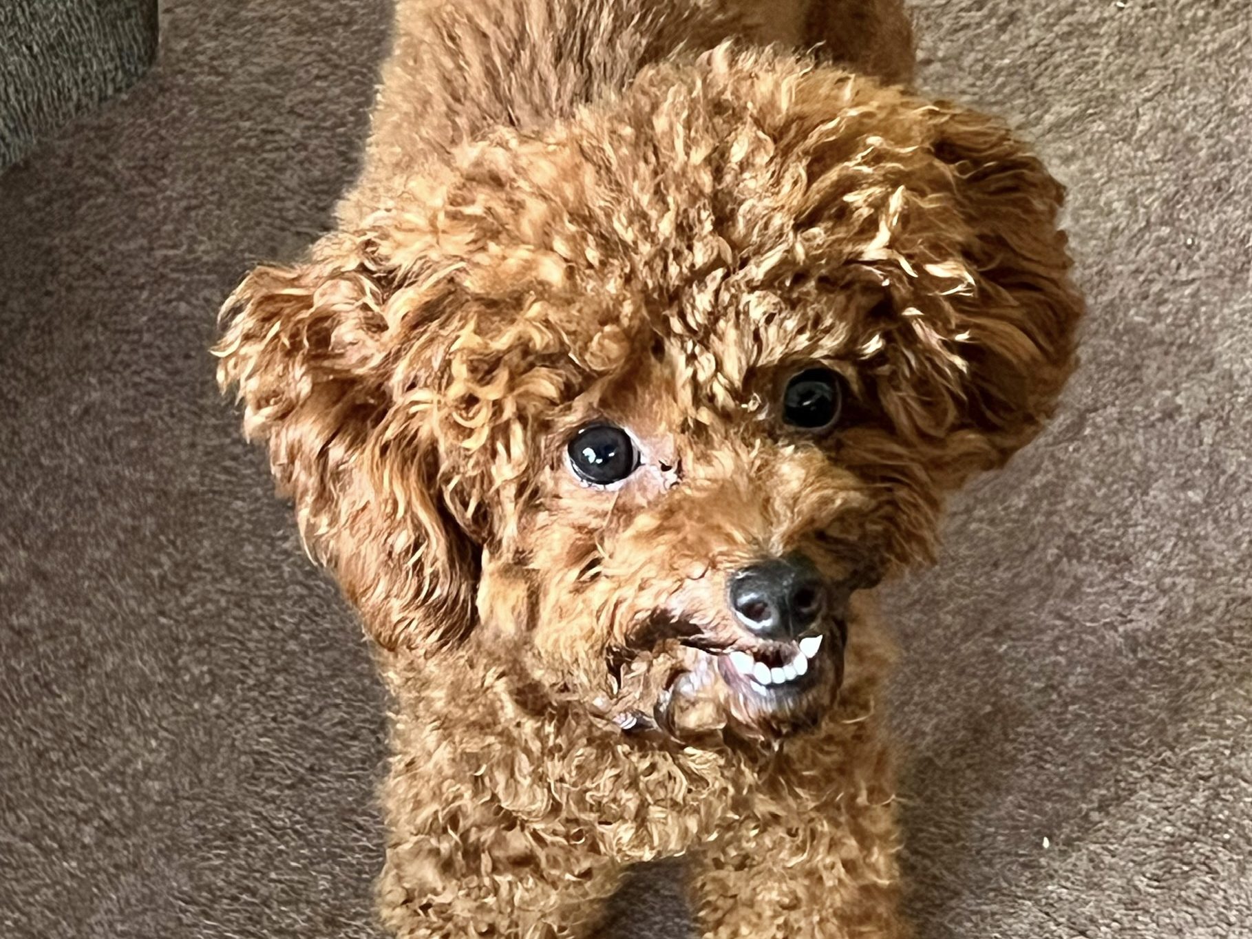 あざと可愛い！トイプードルの性格とは？3年間暮らして分かった飼い主の本音