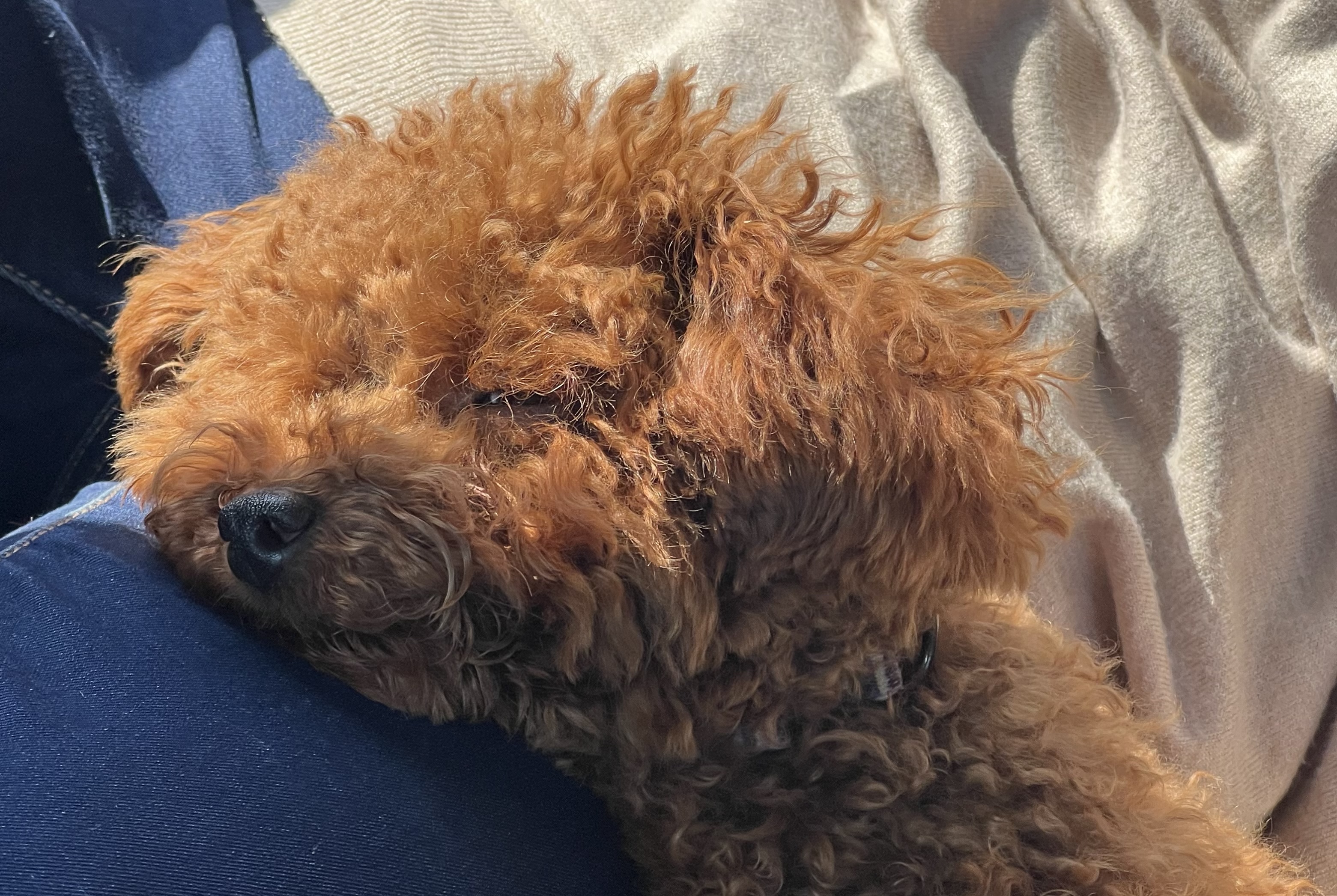 犬を飼うって大変？ちゃいろいもふもふがくれる10の幸せ【犬とのリアルな暮らし】