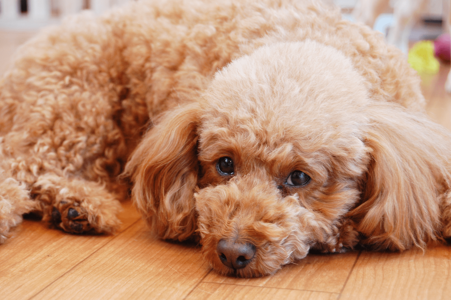 トイプードルの平均寿命はどのくらい？長生きしてもらう6つの秘訣とかかりやすい病気